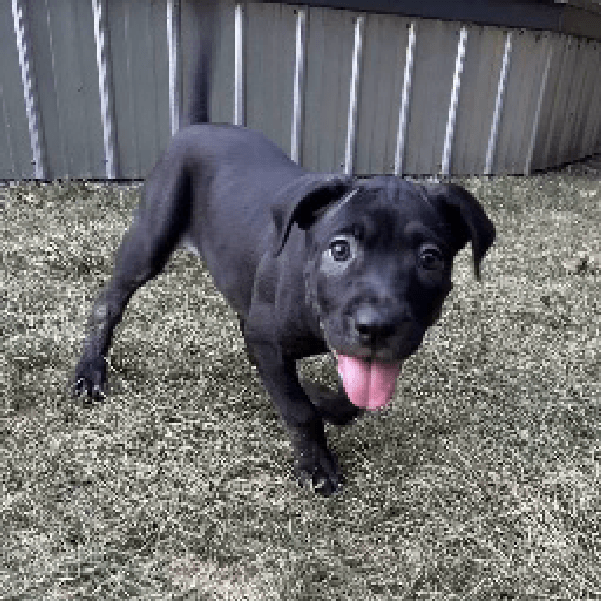 Marina – 3 Month Old, Female