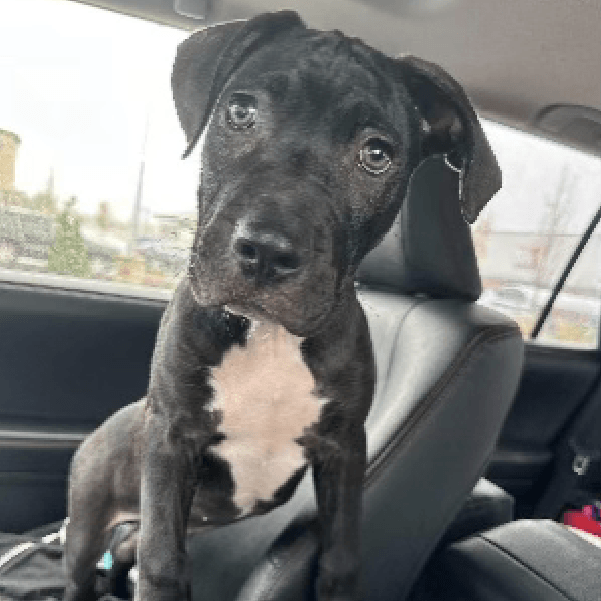 Skipper – 3 Month Old, Male
