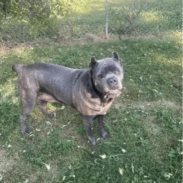 Zima – 5.4 Year Old, Female