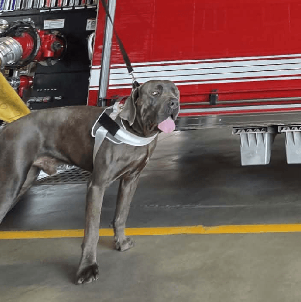 Must Love Corsos Rescue - Cane Corsos - Cane Corso - Rescue - Mastiff - Italian Mastiff - Adopt - Koda