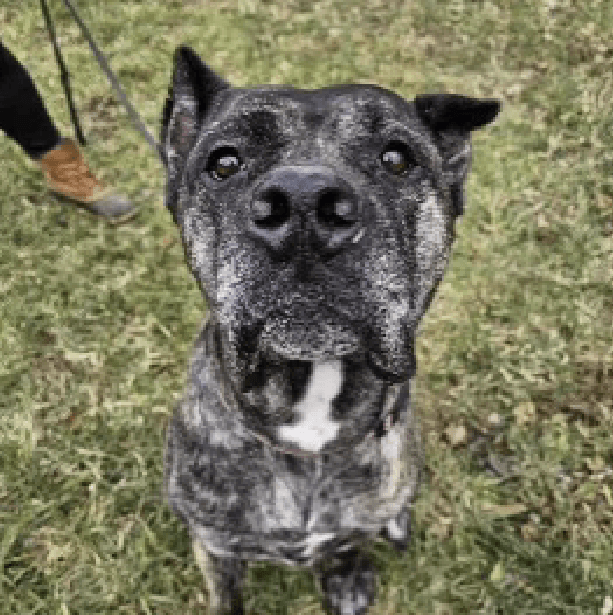 Kaijla – 4.9 Years Old, Female
