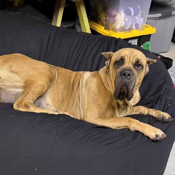 must love corsos rescue - cane corso rescue_5 Must Love Corsos Rescue - Cane Corsos - Cane Corso - Rescue - Mastiff - Italian Mastiff - Adopt - Koda