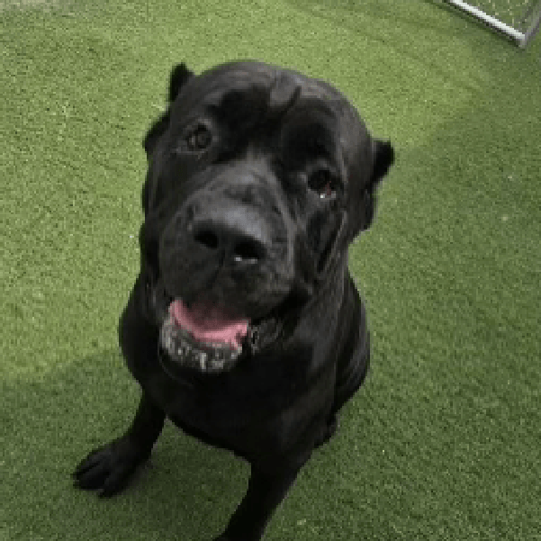 Khloe – 4.9 Year Old, Female