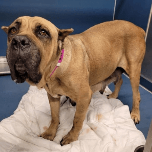 must love corsos rescue - cane corso rescue_6 Must Love Corsos Rescue - Cane Corsos - Cane Corso - Rescue - Mastiff - Italian Mastiff - Adopt - Koda
