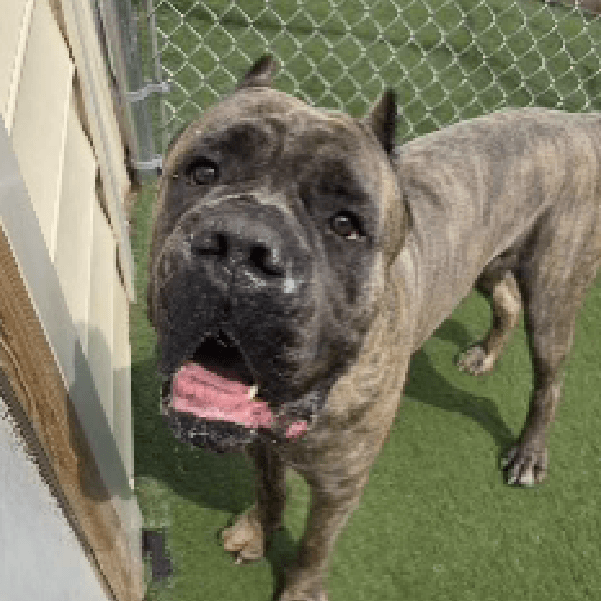 Mack – 5.2 Year Old, Male
