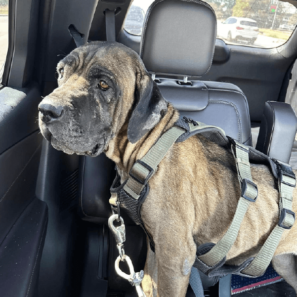 Must Love Corsos Rescue - Cane Corsos - Cane Corso - Rescue - Mastiff - Italian Mastiff - Adopt - Koda