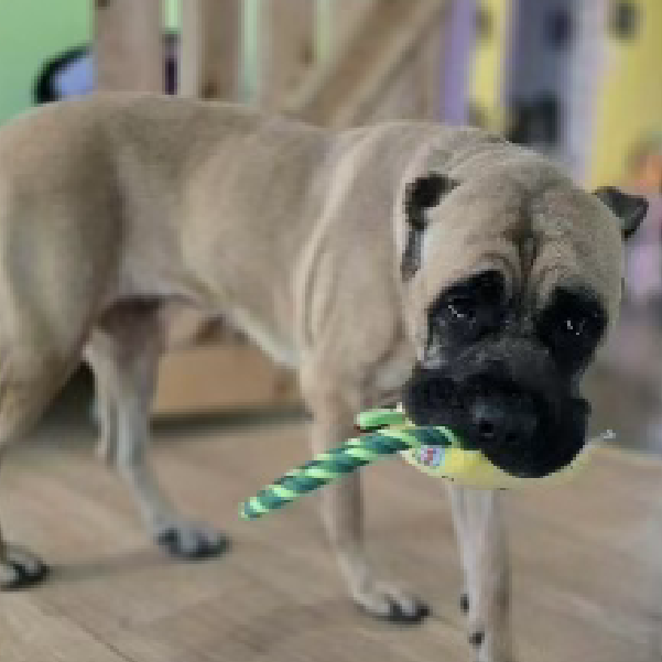 Maggie – 4.2 Year Old, Female