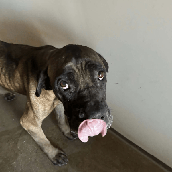 Must Love Corsos Rescue - Cane Corsos - Cane Corso - Rescue - Mastiff - Italian Mastiff - Adopt - Koda