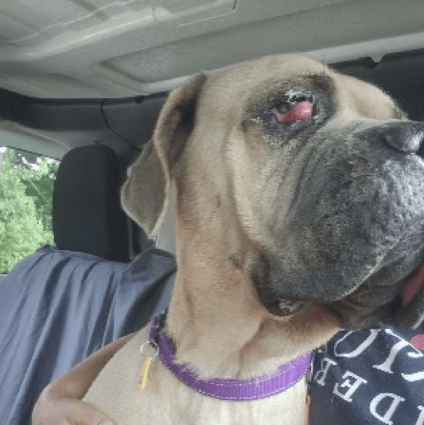 Molly – 1.2 Year Old, Female