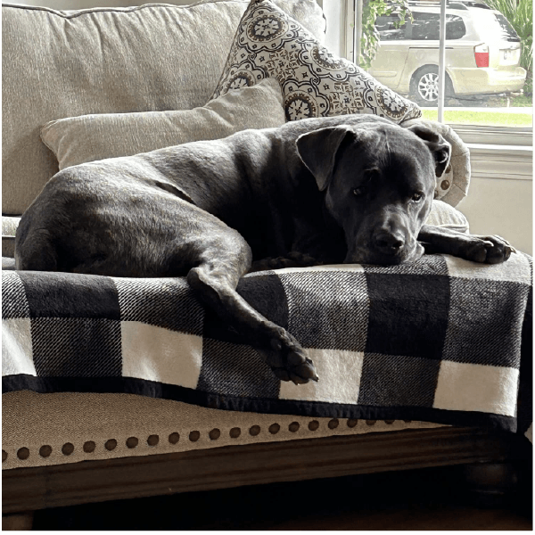 Must Love Corsos Rescue - Cane Corsos - Cane Corso - Rescue - Mastiff - Italian Mastiff - Adopt - Koda