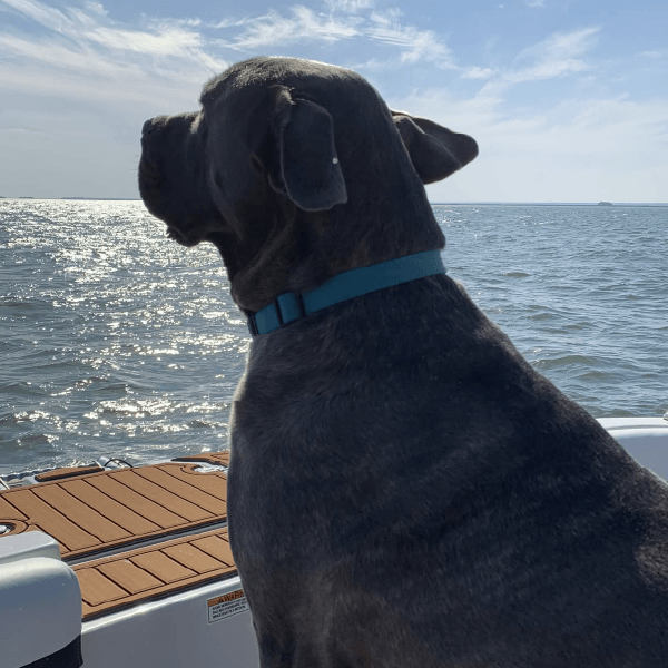 Must Love Corsos Rescue - Cane Corsos - Cane Corso - Rescue - Mastiff - Italian Mastiff - Adopt - Koda