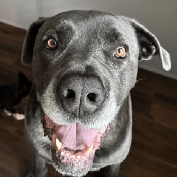 Lt. Dan – 6 Year Old, Male