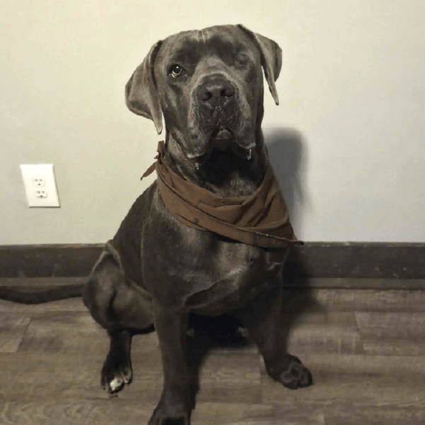 Must Love Corsos Rescue - Cane Corsos - Cane Corso - Rescue - Mastiff - Italian Mastiff - Adopt - Koda