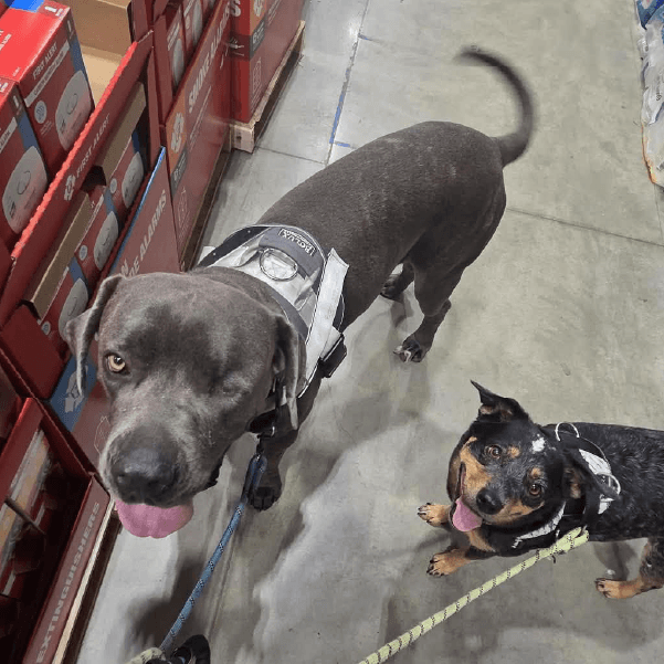 Must Love Corsos Rescue - Cane Corsos - Cane Corso - Rescue - Mastiff - Italian Mastiff - Adopt - Koda