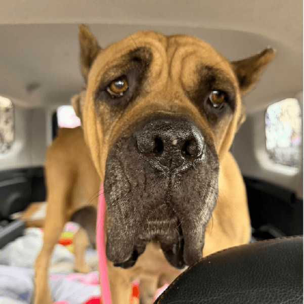 Dolly Pawton – 4.5 Year Old, Female