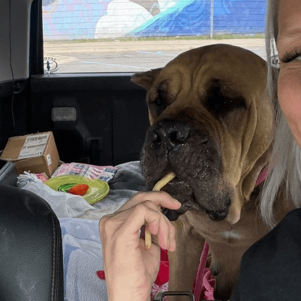 national cane corso rescue - cane corso_6 Must Love Corsos Rescue - Cane Corsos - Cane Corso - Rescue - Mastiff - Italian Mastiff - Adopt - Koda