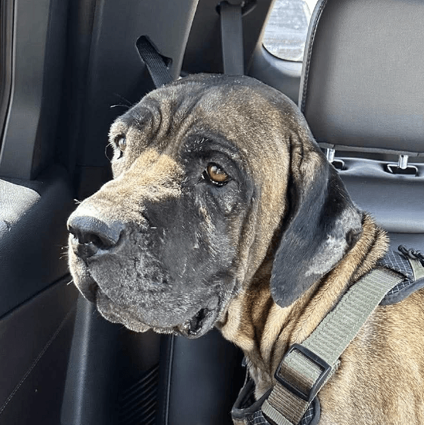 Brandy – 2 Year Old, Female