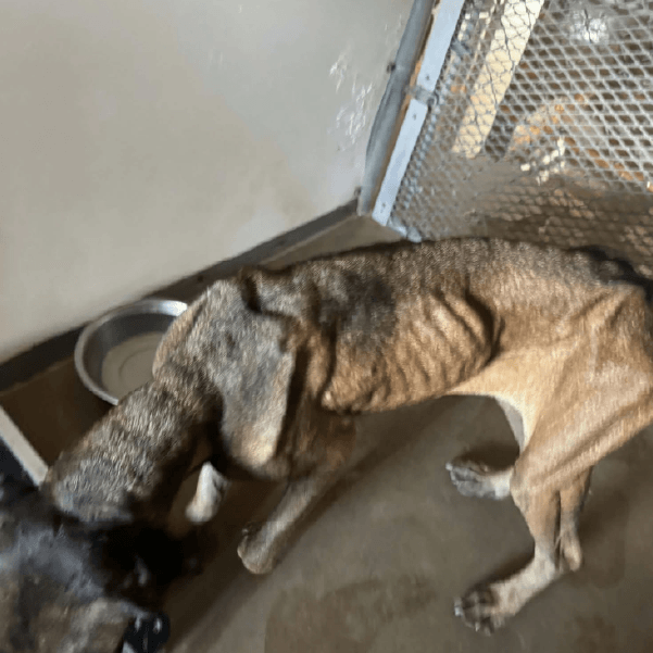 Must Love Corsos Rescue - Cane Corsos - Cane Corso - Rescue - Mastiff - Italian Mastiff - Adopt - Koda
